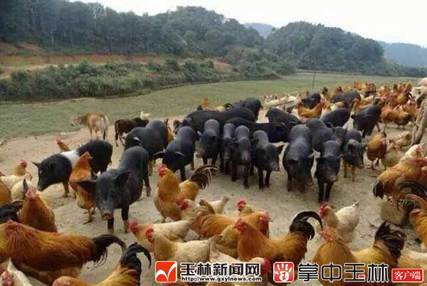 “百草猪”与鸡群和谐共处。