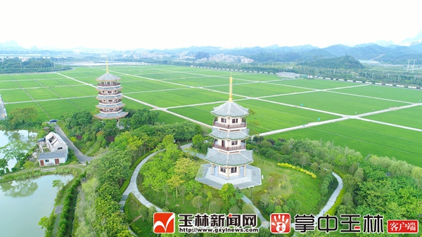 俯瞰五彩田园·隆平高科杂交水稻种植示范基地。(本报记者张翔摄)