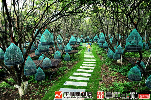 圆之源铁皮石斛林下种植示范园。